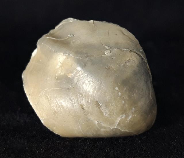 Sellithyris subsella LEYMERIE 1846 - Bild © FossNet FossilienStore